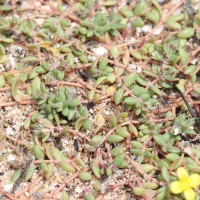 Portulaca quadrifida L.